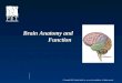 brain anatomy and function powepoint ppt