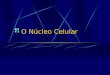 O Núcleo Celular. Componentes do núcleo Ácidos nucléicos DNA: Ácido desoxirribonucleico É formado por uma dupla hélice Possui 4 tipos de bases nitrogenadas,