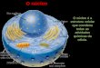 O núcleo é a estrutura celular que coordena todas as atividades químicas da célula. O núcleo