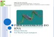 PROCESSAMENTO DO RNA Biologia Molecular Profª Marília Scopel Andrighetti