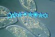 CARACTERÍSTICAS GERAIS Reino Protista Unicelulares Eucariontes Microscópicos (maioria) Heterótrofos