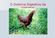 O Sistema Digestivo da Galinha!. A alimentação da galinha é constituída por grãos ou sementes. A galinha é uma ave granívora como: O Pombo A Caturra O