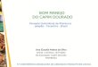 5ª CONFERÊNCIA BRASILEIRA DE ARRANJOS PRODUTIVOS LOCAIS BOM MANEJO DO CAPIM DOURADO Povoado Quilombola de Mumbuca Jalapão - Tocantins - Brasil Ana Claudia