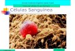 Células Sanguínea Escola Estadual Angelina Jaime Tebet Ciências 4ª Fase E.F Tipos de células no ser Humano