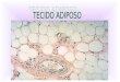 Origem e desenvolvimento das células adiposas (adipogênese)