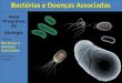 Aula Programada Biologia Tema: Bactérias e doenças associadas Prof. Mário Gregório Bactérias e Doenças Associadas