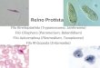 Reino Protista Filo Kinetoplastida (Trypanossoma, Leishmania) Filo Ciliophora (Paramecium, Balantidium) Filo Apicomplexa (Plasmodium, Toxoplasma) Filo
