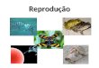 Reprodução. Reprodução Característica de todos os seres vivos Garante a perpetuação das espécies Pode ser classificada em dois tipos: assexuada e sexuada