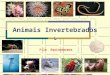Animais Invertebrados Filo Equinodermos. FILO Equinodermata