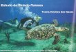 Estudo do Estado Gasoso Mergulhadora e tartaruga acima de um recife de corais nas ilhas Caimã Teoria Cinética dos Gases