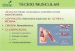 TECIDO MUSCULAR CÉLULAS: fibras musculares contráteis muito especializadas. CONTRAÇÃO: filamentos especiais de ACTINA e MIOSINA. ORIGEM: Mesodérmica. CLASSIFICAÇÃO: