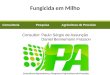 Consultoria Pesquisa Agricultura de Precisão Consultor: Paulo Sérgio de Assunção Daniel Bennemann Frasson Fungicida em Milho