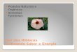 Flor dos Hibiscus Cultivando Sabor e Energia Produtos Naturais e Orgânicos Alimentos Funcionais