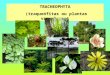 TRACHEOPHYTA (traqueófitas ou plantas vasculares)