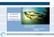 Www.cienciaviva.pt Oceanos, Biodiversidade e Saúde Humana – Sessão de Esclarecimento Com a colaboração de: Leonel Pereira Instituto do Mar - Coimbra AS
