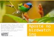 Www.virtude-ag.com Aposte no birdwatching brasileiro Nos Estados Unidos, pescar, caçar, observar, fotografar, e manter comedouros ou sítios para os animais