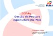 SEPAq Gestão da Pesca e Aquicultura no Pará Socorro Pena Secretária de Estado de Pesca e Aqüicultura