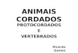 ANIMAIS CORDADOS PROTOCORDADOS E VERTEBRADOS Ricardo Gomes