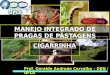 MANEJO INTEGRADO DE PRAGAS DE PASTAGENS Prof. Geraldo Andrade Carvalho – DEN / UFLA CIGARRINHAS