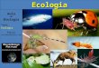 Aula de Biologia Tema: Ecologia Paulo paulobhz@hotmail.comEcologia