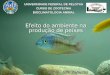 Efeito do ambiente na produção de peixes UNIVERSIDADE FEDERAL DE PELOTAS CURSO DE ZOOTECNIA BIOCLIMATOLOGIA ANIMAL Prof. Jerri Zanusso