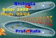 Biologia Prof. Rafa Setor 1403 Móds. 03/04. PROTISTAS PROTISTAS ALGAS FOTOSSINTETIZANTES PROTOZOÁRIOS PARASITAS