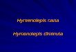 Hymenolepis nana Hymenolepis diminuta. OBJETIVO :  Estuda a classificação, morfologia,  Estuda a classificação, morfologia, biologia, ações patogênicas,
