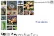 1 Reservas Secretariado CITES. 2 Reservas Qualquer Parte pode colocar uma reserva especifica relativamente a: –Qualquer espécie listada no Anexo I ou