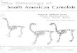 Manual Osteología de Camélidos Sudamericanos