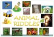 Animals Riddles