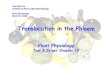 (03!31!2008)Phloem Lecture Yu