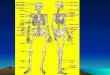 Lo scheletro. FUNZIONI DELLAPPARATO SCHELETRICO Sostegno: rappresenta il sostegno di capo, tronco e arti Protezione: protegge diversi organi e strutture