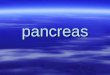 Pancreas. Il pancreas endocrino comprende cordoni cellulari anastomizzati a rete, frammisti a capillari sanguigni, diffusi nel tessuto del pancrea