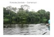 Foresta pluviale – Cameroun. Entandrophragma utile - Meliaceae