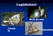 Lepidotteri Cavolaia Baco da seta Limantria. Lepidotteri Il nome deriva dal greco antico lepis): squama, scaglia e ó pteron ala. La parola lepidottero