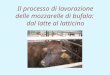 Il processo di lavorazione delle mozzarelle di bufala: dal latte al latticino