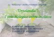 I.C. MAZZINI CASTELFIDARDO ANCONA Ortolandia: lorto biologico entra in classe 8°SEZIONE INFANZIA CLASSI 2B - 3C T.P. PRIMARIA CLASSE 1° D SECONDARIA A.S