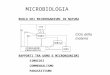 MICROBIOLOGIA RUOLO DEI MICRORGANISMI IN NATURA RAPPORTI TRA UOMO E MICRORGANISMI SIMBIOSI COMMENSALISMO PARASSITISMO Ciclo della materia