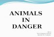 Animals in danger5A