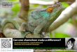 Can one chameleon make a difference?