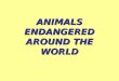Animals Endangered around the world