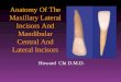 Maxillary Lateral and Mandibular Incisors