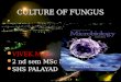 Culture of fungus