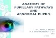 Anatomy of pupillary pathways