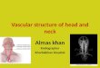 Vascular structure head and neck      Almas khan , Khorfakkhan hospital