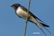 Swallows (Nikos)