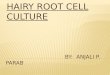 Hairy root cell culture