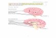 1 I. Overview – Major Parts Brain (external view) Cerebrum 