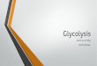 Steps of Glycolysis in a brief