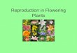 7. Reproduction in flowering plants - Part 2